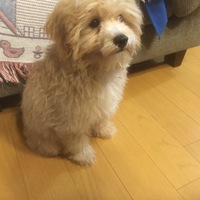 れもん