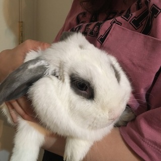 ホーランドロップイヤー 毛並みの綺麗な女の子です！