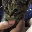 至急！