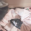 保護した子猫ちゃんの里親募集