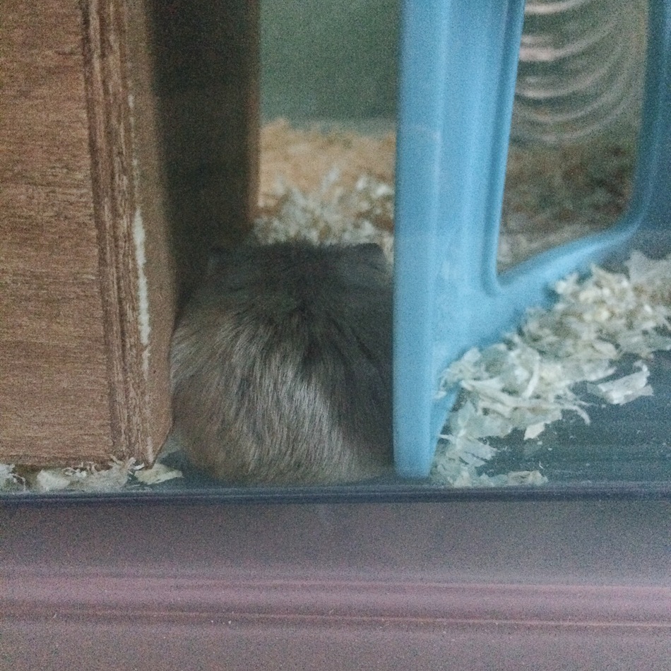 ロボロフスキーハムスターのカバー写真