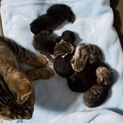 仔猫が産まれましたッ