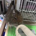 デグー女の子 里親募集