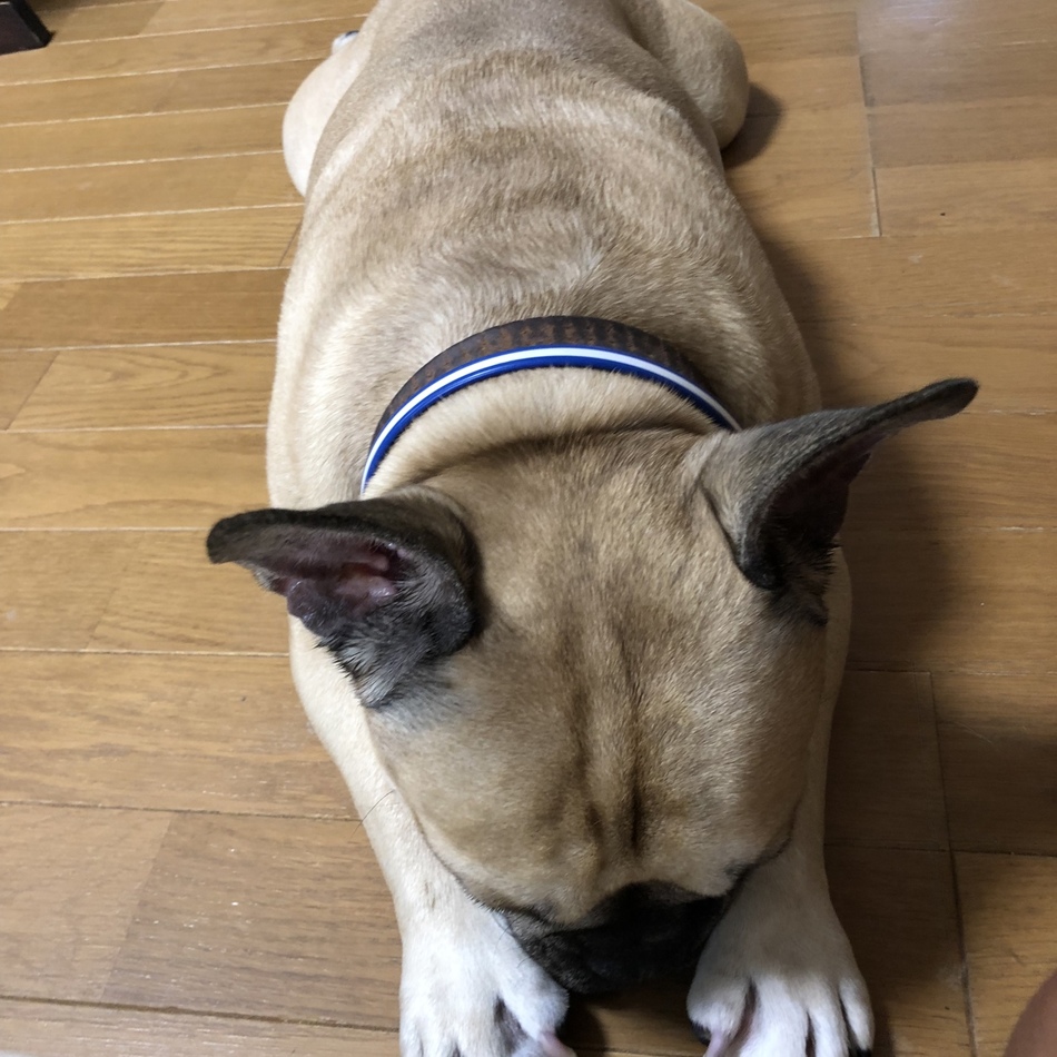 モンチのカバー写真