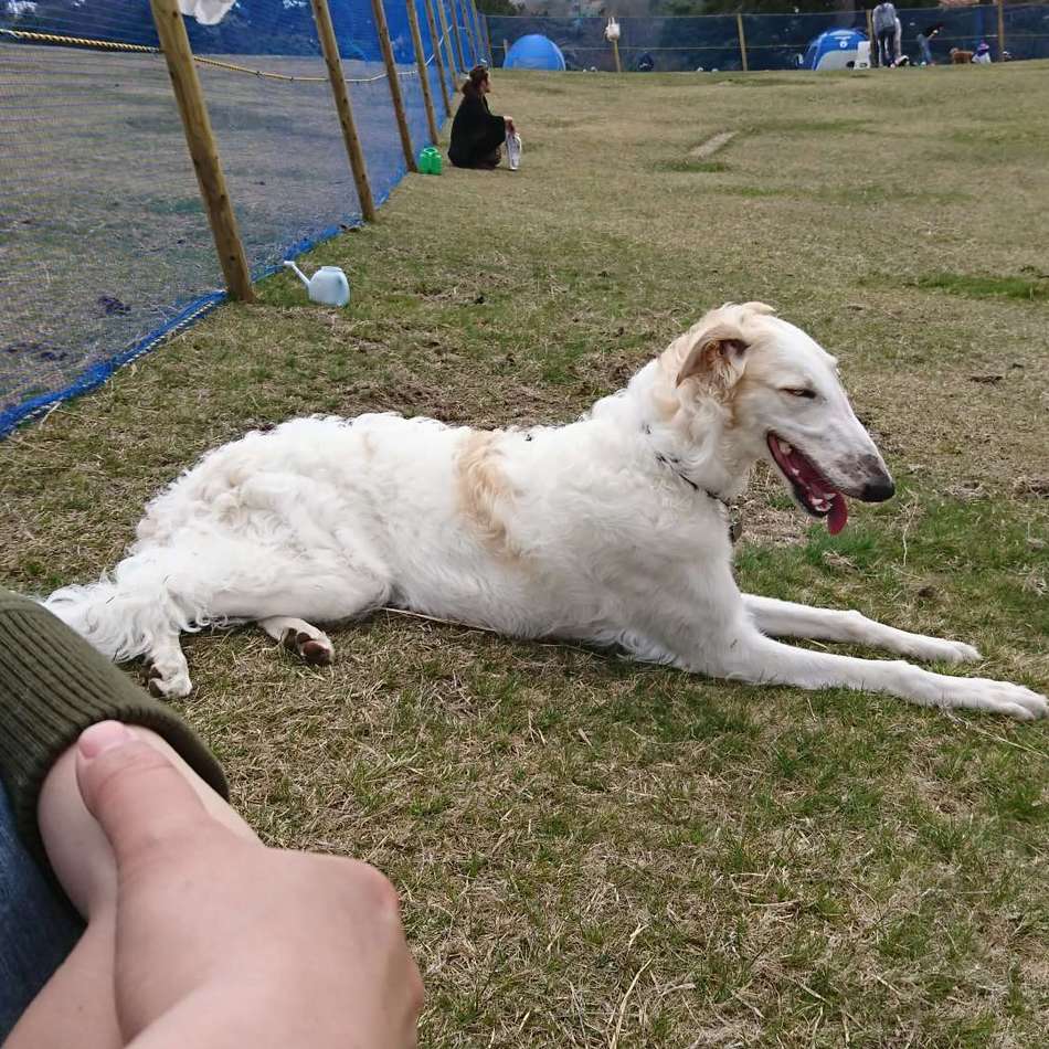 アリスのカバー写真