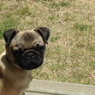 里親募集しています。