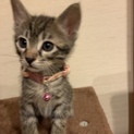 子猫の里親募集