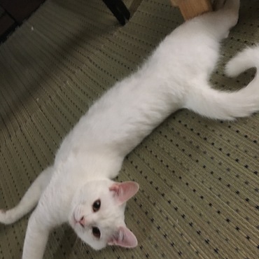 夏の敷物に衣替えしたとたんに このポーズ(๑･̑◡･̑๑)