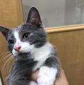 再募集！白とグレーの綺麗な子猫です