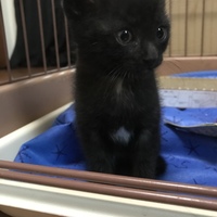 ネロ
