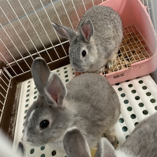 無事里親決定！ありがとうございました。