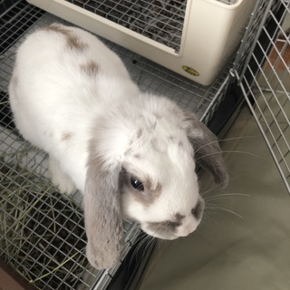 ドワーフロップイヤー 男の子