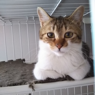 臆病なイケメンボーイ・ゆっくり人馴れ