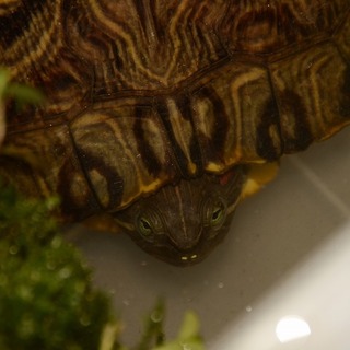 ミドリガメの里親になってくれる方、募集します！！