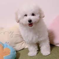 コロン