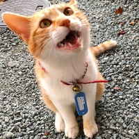 チョー助