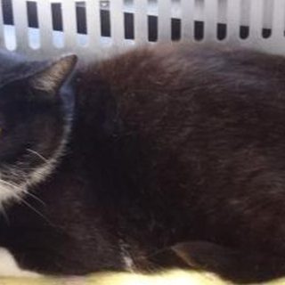 譲渡されました。