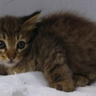 譲渡されました。