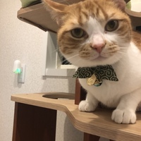むぎ