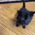 小さい小さな黒猫(つぶちゃん)