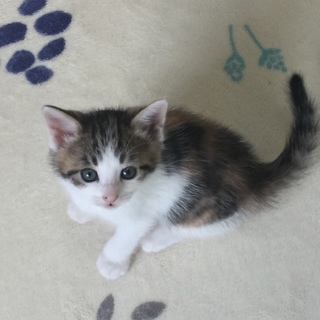 超絶美形三毛猫