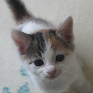 可愛らしい三毛子猫