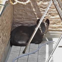 「VS 家電」サムネイル1