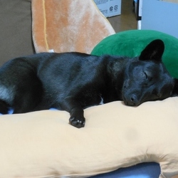 「VS 家電」サムネイル2