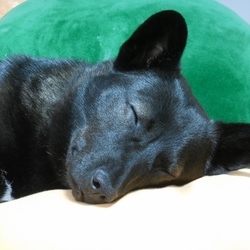 「VS 家電」サムネイル3