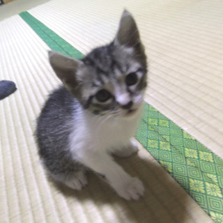 可愛い仔猫５匹生れました~=^_^=