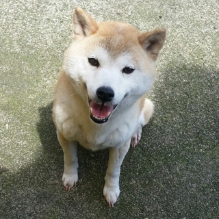 やえちゃんトライアルにつき募集停止