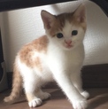 可愛い茶白子猫♂