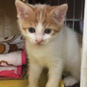元気な子猫茶白リード君
