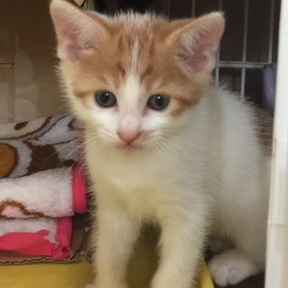元気な子猫茶白リード君