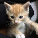 里親募集中！かわいい茶白の子猫です