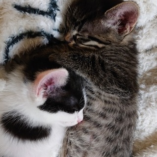 子猫の家族探しています