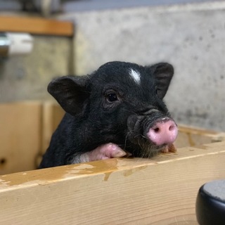 ミニブタのココちゃんです。