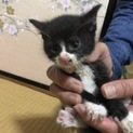 里親募集