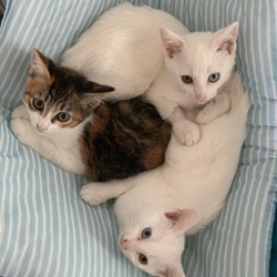 ねこの譲渡会＠ドコモショップ サムネイル2