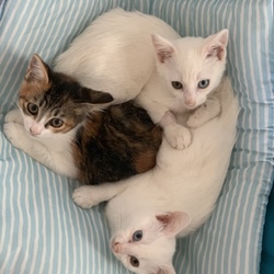 ねこの譲渡会@わかさ生活 サムネイル3