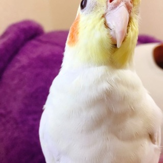 元気で人懐っこいオカメインコです
