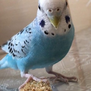 ひまわりが大好きなセキセイインコ