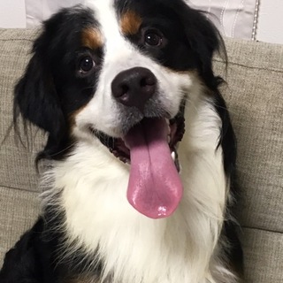 バーニーズ♂ ２歳★