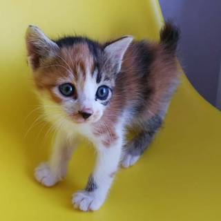 里親様に迎えられました♡ﾞ
