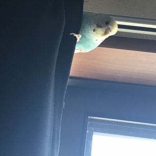 セキセイインコのメスの里親募集します！急募です…