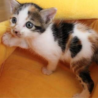 家族ができました♡ﾞ