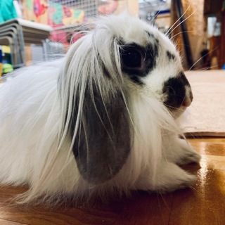 頬毛が立派でモノトーンなライオンロップイヤー君