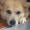 ベランダで洗濯物を干している時は、側で見つめています。