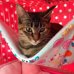 5/26(日)二子玉川いぬねこ里親会 サムネイル3