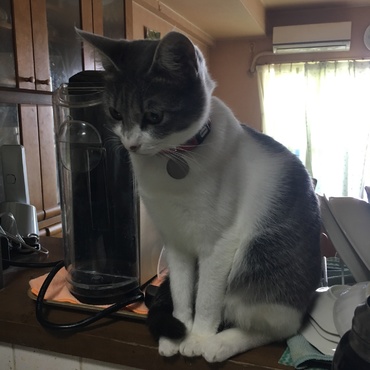 キッチン警備隊長の若葉です(๑╹ω╹๑ )ママがつまみ食いしないか監視中です☆